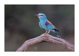 Rolieiro  ---  Roller  ---  (Coracias garrulus)
