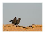Gralha-de-nuca-cinzenta  ---  Jackdaw  ---  (Corvus monedula)