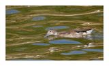 Marrequinha-de-coleira  -- Ringed Teal  --  (Callonetta leucophrys) 