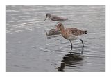 Milherango  ---  Black-tailed Godwit  ---  (Limosa limosa)