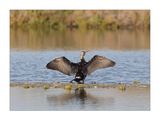 Corvo-marinho  ---  Cormorant  ---  (Phalacrocorax carbo)