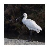 Colhereiro  ---  Spoonbill  ---  (Platalea leucorodia)