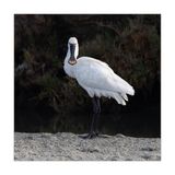Colhereiro  ---  Spoonbill  ---  (Platalea leucorodia)
