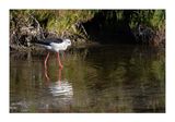 Pernilongo  ---  Black-winged Stilt  ---  (Himantopus himantopus)