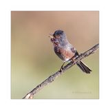 Toutinegra-do-mato  ---  Dartford Warbler  ---  (Sylvia undata)