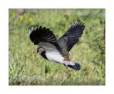 Abibe  ---  Lapwing  ---  (Vanellus vanellus)