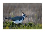 Abibe  ---  Lapwing  ---  (Vanellus vanellus)