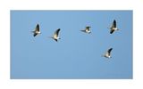 Ganso-bravo  ---  Greylag Goose  ---  (Anser anser)
