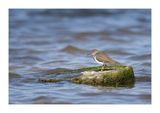 Maarico-das-rochas  ---  Common Sandpiper  ---  (Actitis hypoleucos)