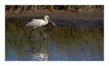 Colhereiro  ---  Spoonbill  ---  (Platalea leucorodia)