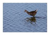 Galinha-dgua  ---  Moorhen  ---  (Gallinula chloropus)