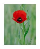 Papoila - Vermelha - Common poppy - (Papaver rhoeas)
