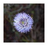 Boto-azul - Blue bonnets - (Jasione montana)