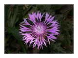 Ourio-das-dunas-(Centaurea sphaerocephala)