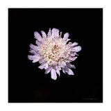 Saudades-roxas - Sweet Scabious - (Scabiosa atropurpurea)