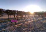 Frosty morning with Dotty and Ollie