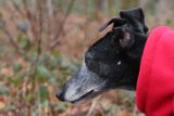 Fully focussed Dotty