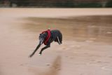 faster than a speeding bullet