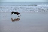Fastest dog on the beach 