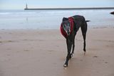 Walking Dotty