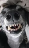 Wot you laughing at Dot?