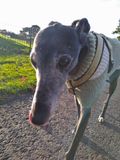 Long nose - even longer tongue