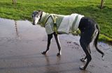 Does my bum look big in this?