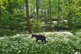 Dotty in wild garlic