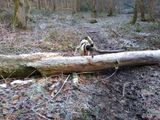 Log 1