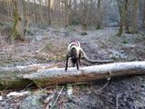 Log 4