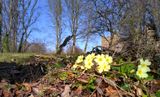 Primroses