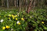 Friends anemones