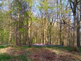 Bluebells