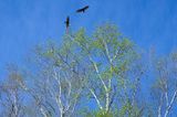 25 - Vultures ride on early morning updrafts.jpg