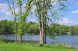 8 - Endangered Elm Trees.jpg