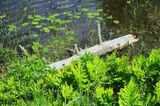 27 - Antlered Driftwood.jpg