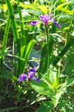 8 - Wild Purple Iris.jpg