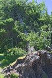 11 - Summer  Blowdown.jpg
