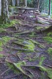 29 - Forest Root System.jpg