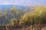 8 - Wire Grass.jpg