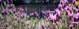 241020Bees2480-w.jpg
