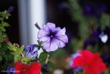 250122_Petunia_5783-w.jpg
