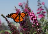 Monarch Butterfly on Butterfly Bush.jpg
