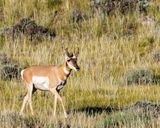 Pronghorn_Buck-230811-185649-6496.jpg