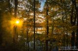 Sun light through trees