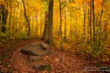 Brilliant fall colors, Oberg Mountain loop 3