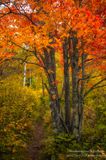 Clump of red Maple tree