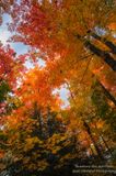 Hiking in Tettegouche State park, MN, orange maple trees