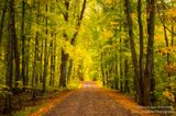 Lovers Lane, northern Wisconsin 1