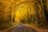 Golden Forest road